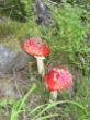 Natur pur